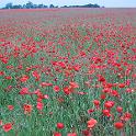 57 Poppies in the Fens - June 2006